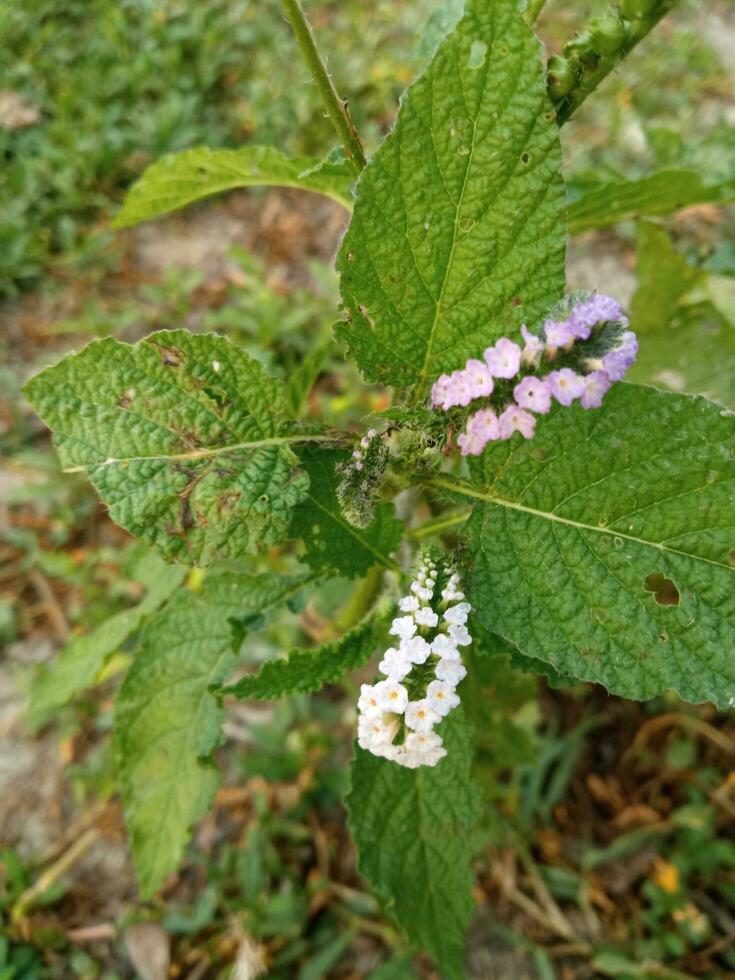 A plant with white flowers and a green leaf. A green leaf with white flowers and a purple flower. A plant with white flowers and green leaves. A plant with a purple flower in the foreground. photo