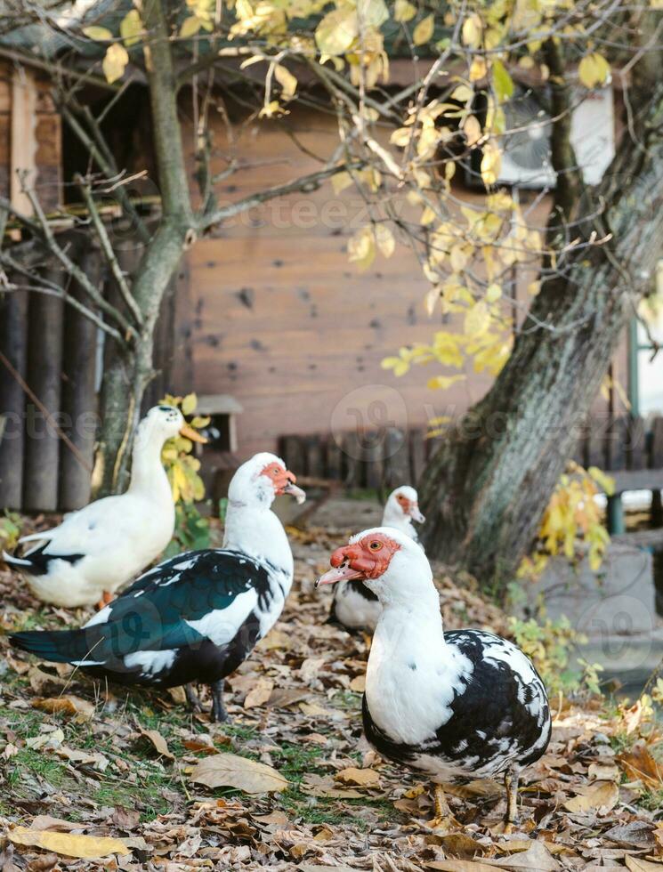 Muscovy Duck in zoo photo