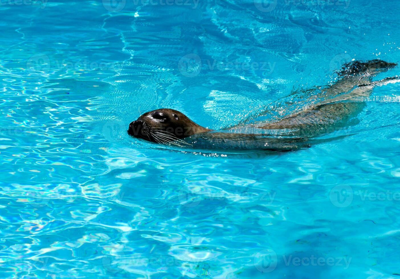 Seal swimming in zoo photo