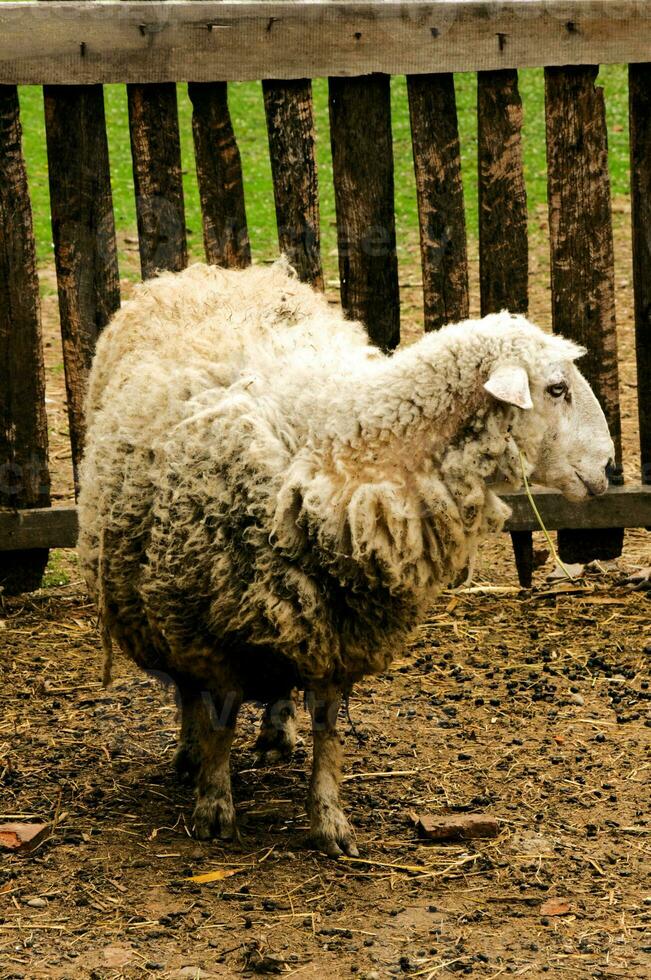 Sheeps on the farm photo