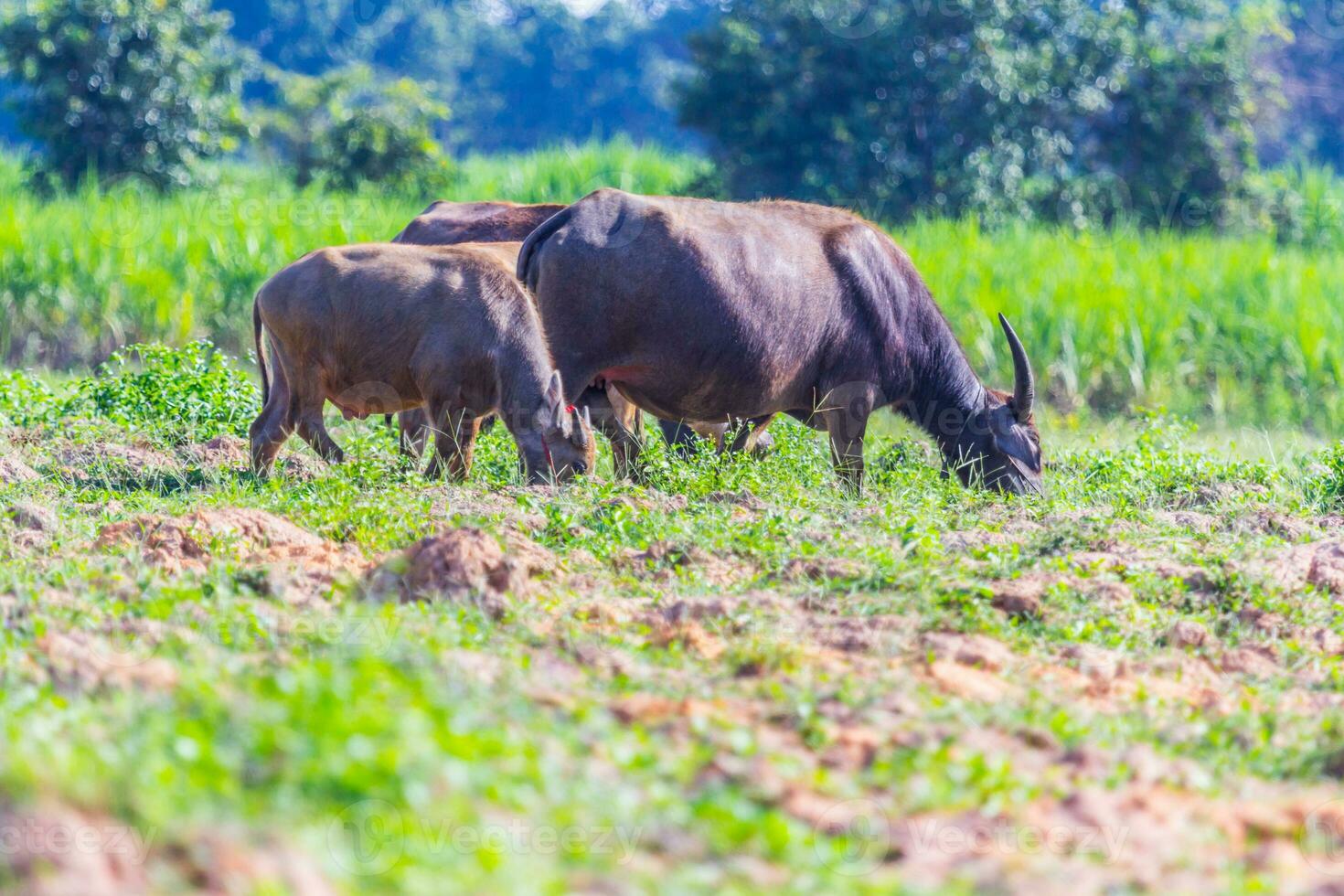 buffalo eating grass photo