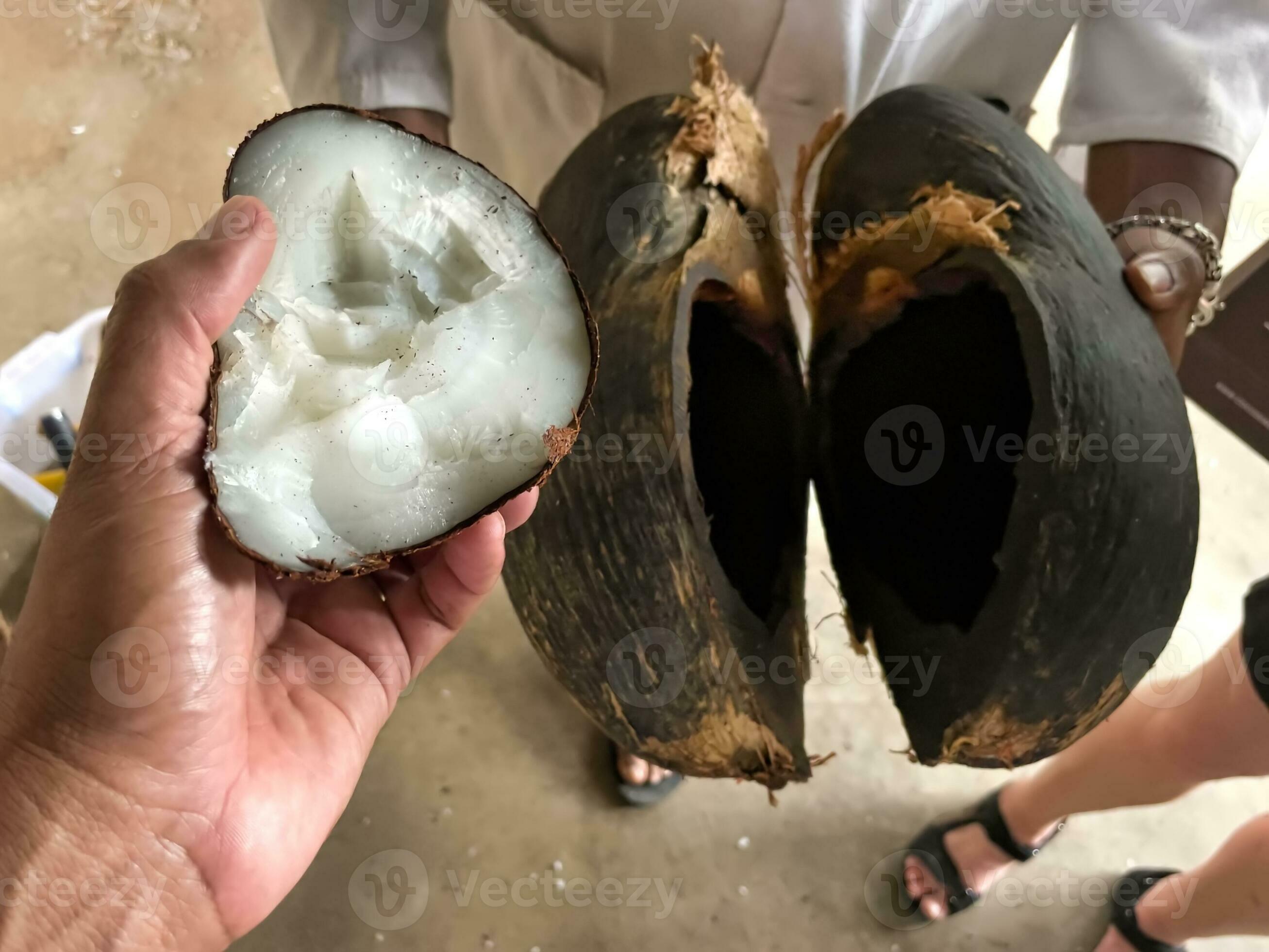 Coco de mer collection worker holding a open coco de mer, and the hard piece of meat, Mahe