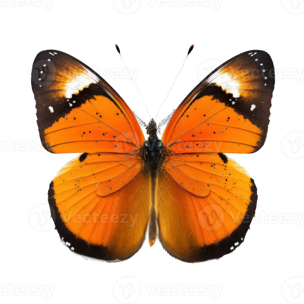 A vibrant orange butterfly takes center stage on a clear background, allowing its intricate details and stunning colors to be admired. png