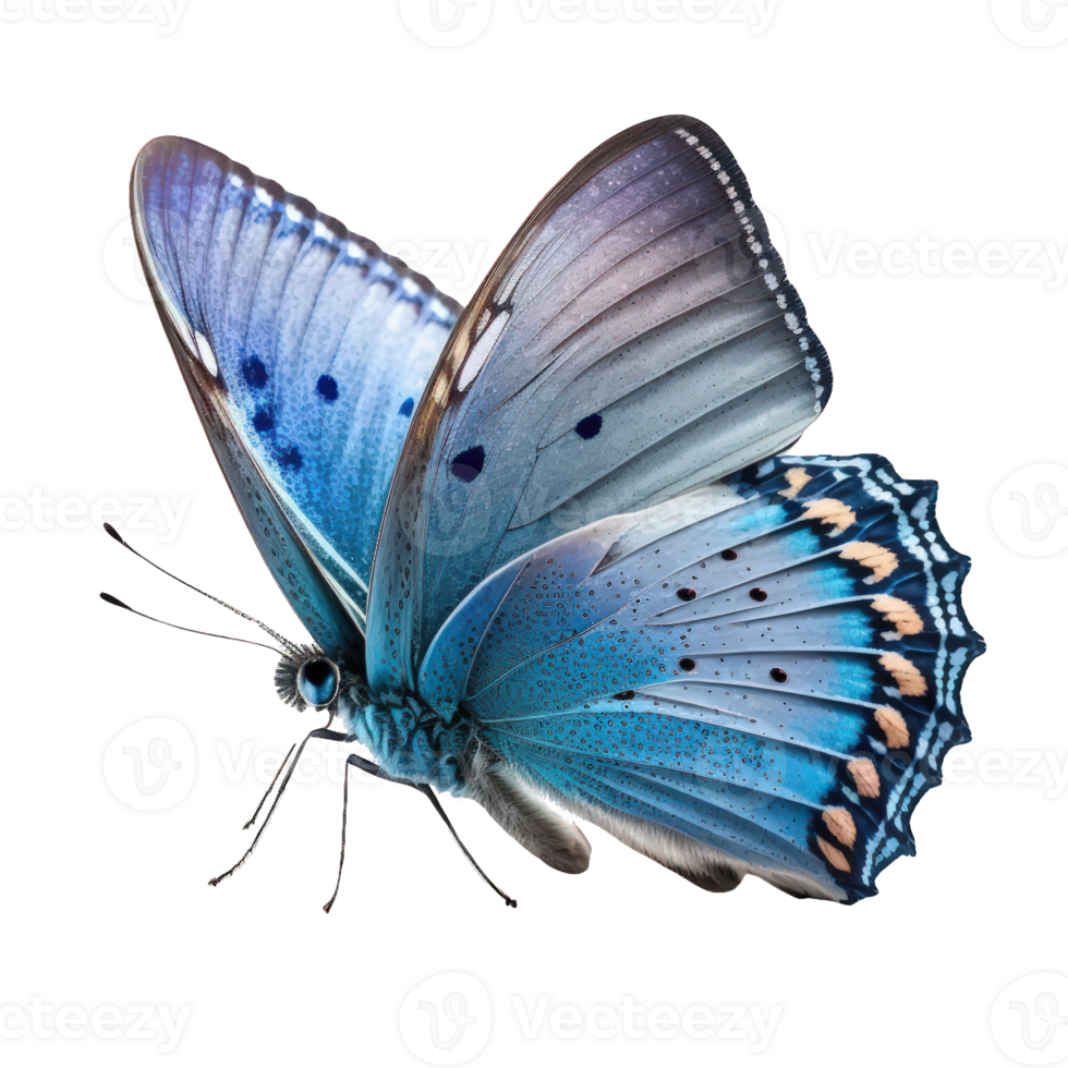 In this stunning image, a blue butterfly is captured with intricate detail against a transparent background, showcasing the delicate beauty of this magnificent creature. png