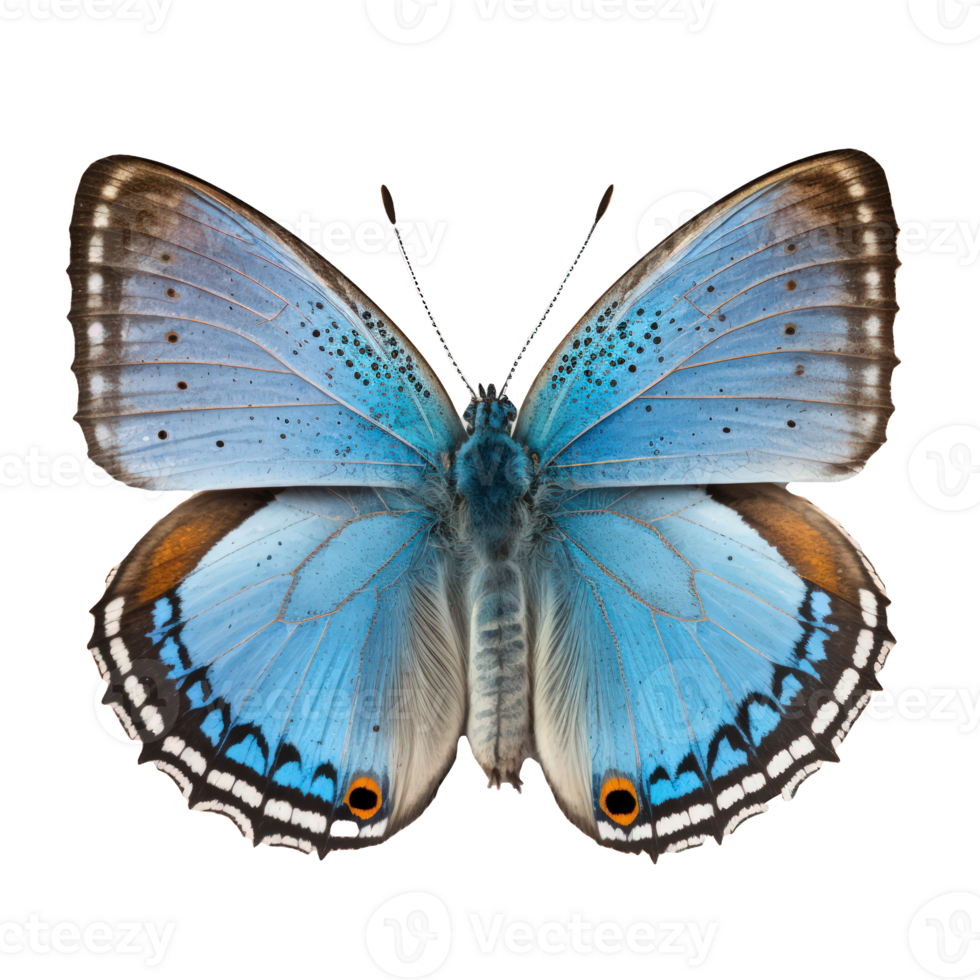 This image features a stunning blue butterfly captured on a transparent background, allowing its intricate details and vibrant colors to truly stand out. png