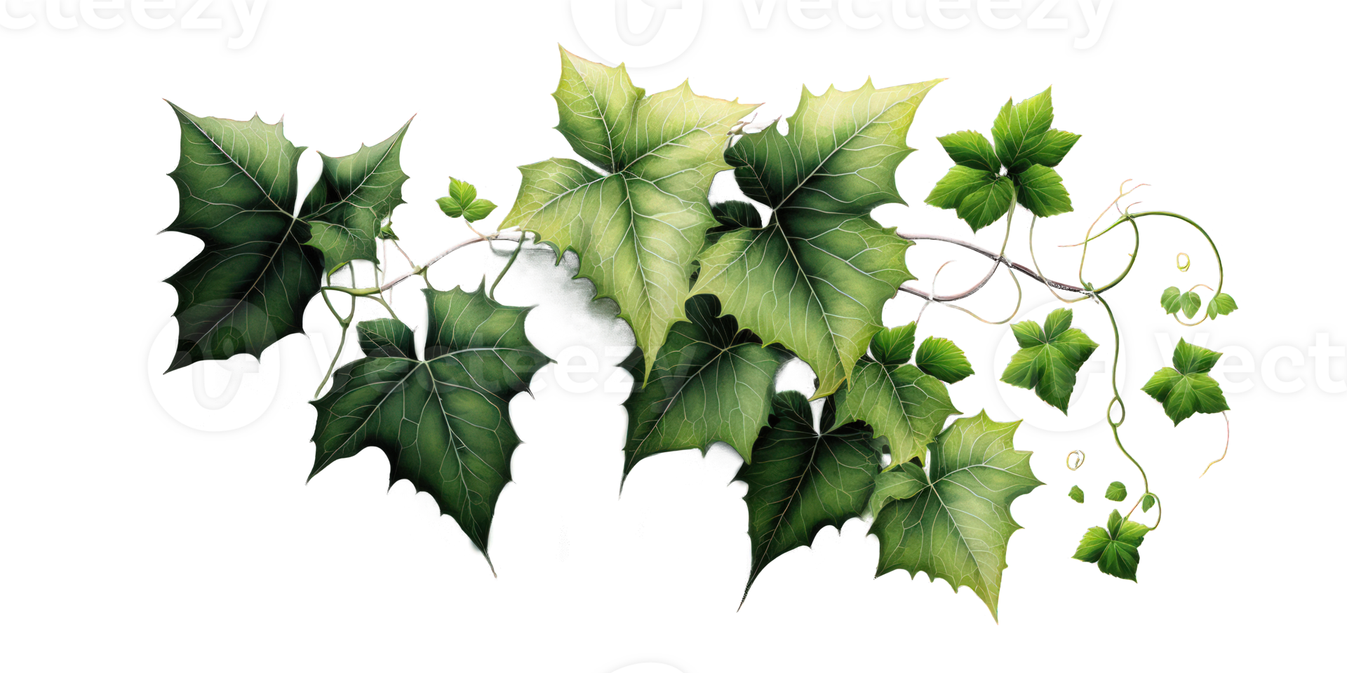 A stunning image showcasing ivy plants with intricate details, set against a clear background that allows the natural beauty of the foliage to shine through. png