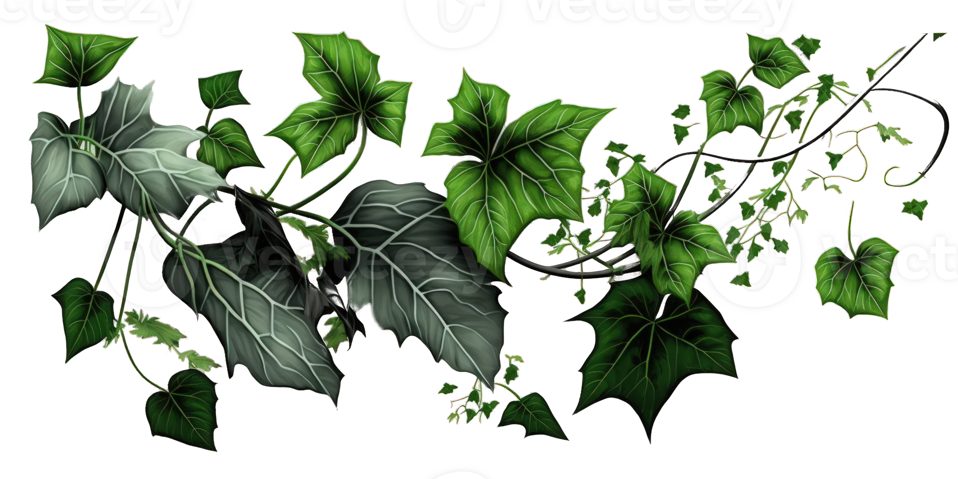 un' sbalorditivo Schermo di edera impianti impostato contro un' chiaro e trasparente sfondo, in mostra il intricato e grazioso modelli di loro foglie.generative ai png
