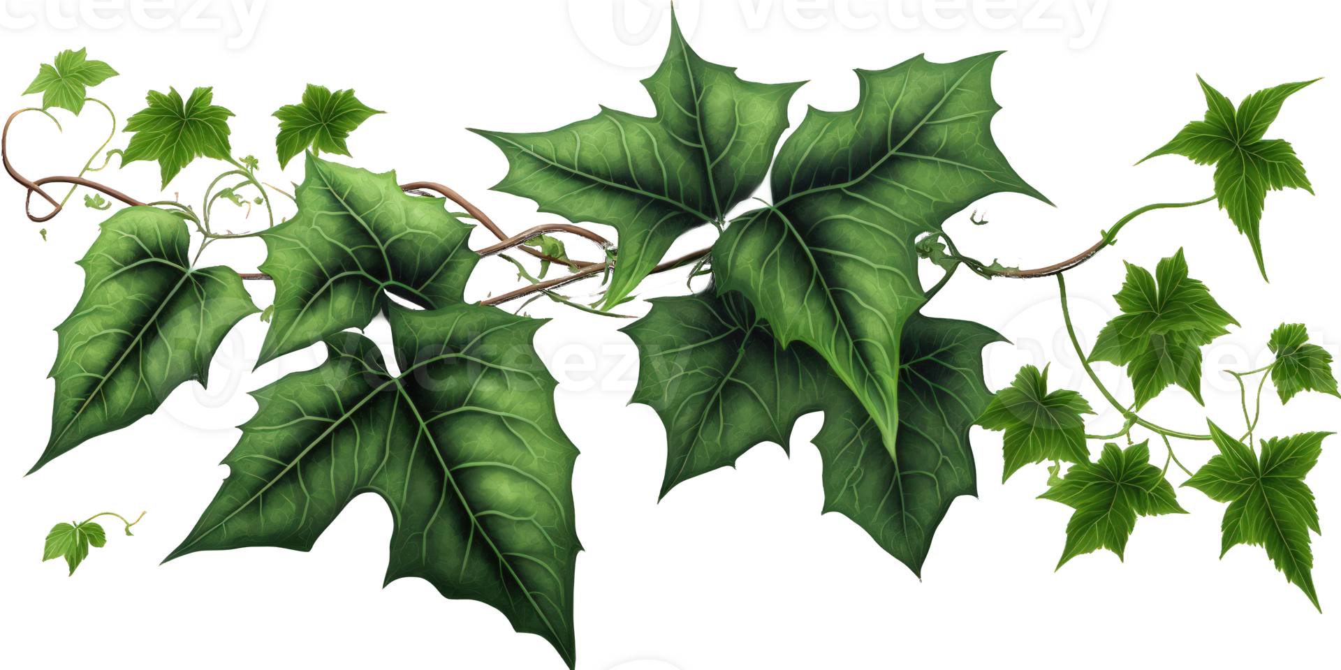 un' sbalorditivo Schermo di vivace edera le foglie con intricato dettagliare, impostato contro un' chiaro e trasparente sfondo quello consente il bellezza di il impianti per shine.generative ai png