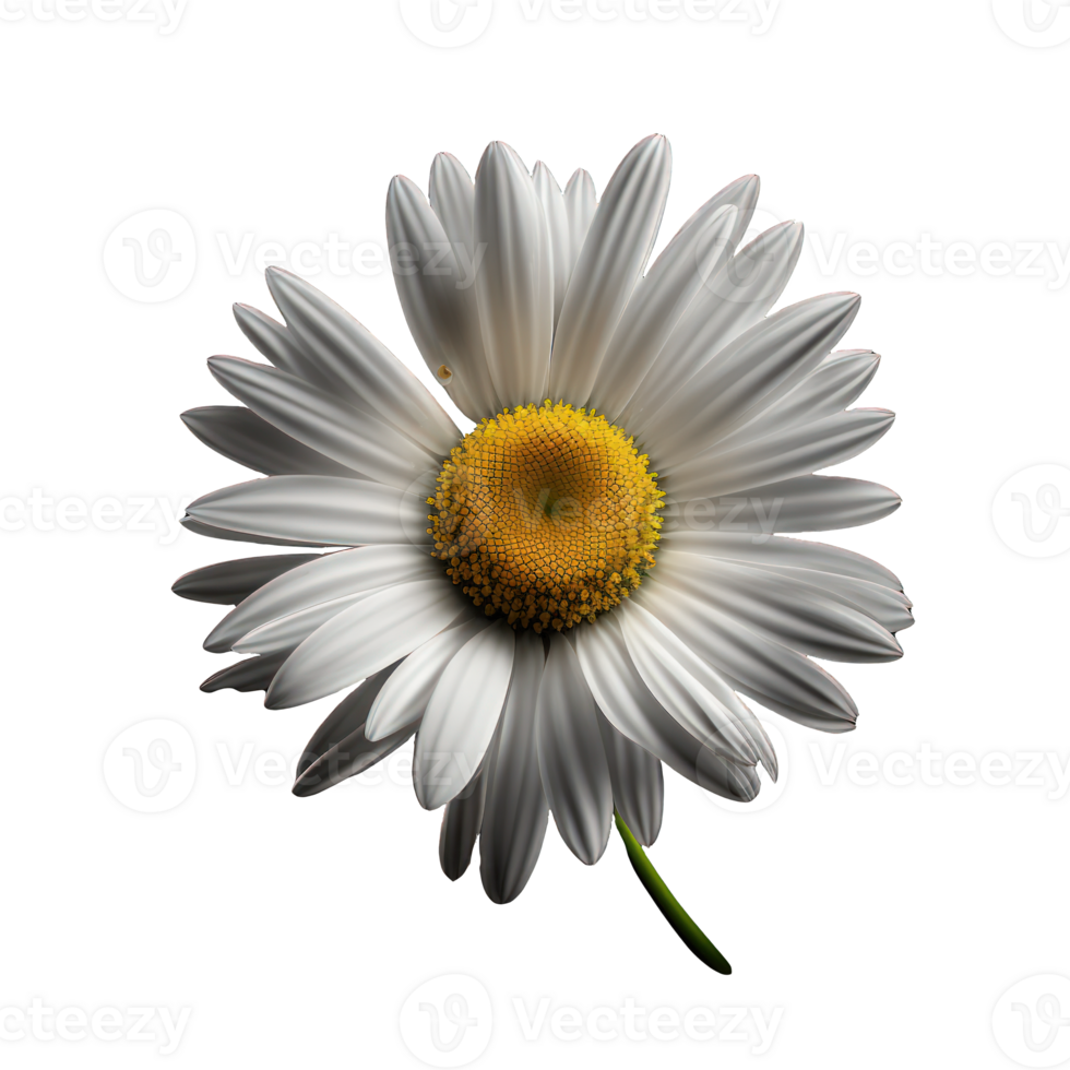 A beautiful and lifelike daisy bloom stands tall and proud on a clear and see-through background, showcasing its delicate petals and vibrant yellow center. png