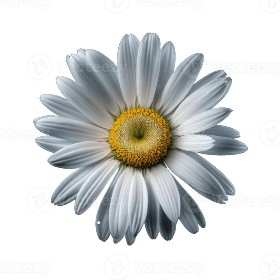 en skön och delikat daisy blomma är visat upp på en klar, se igenom bakgrund i perfekt realism.generativ ai png