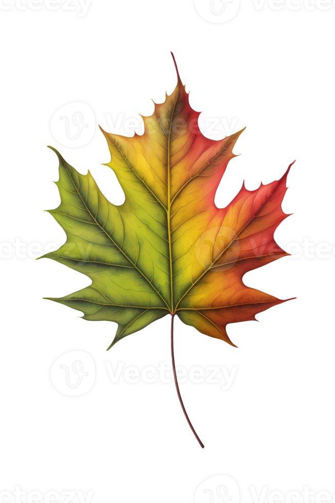The image is a vibrant, multicolored maple leaf in shades of green, yellow, and red. It is depicted on a transparent background, possibly representing the fall season. png
