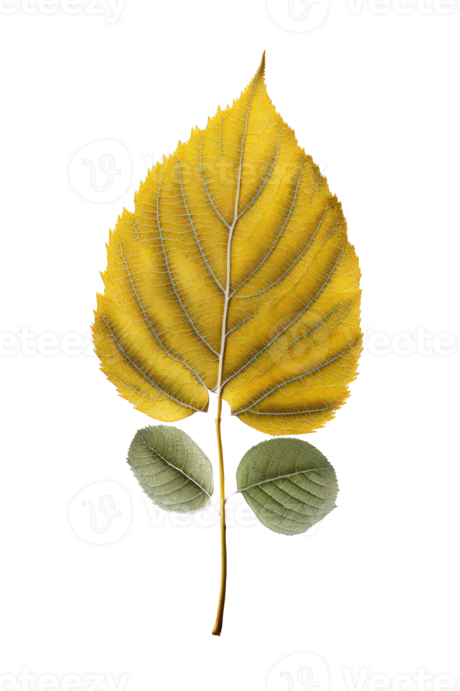 A yellow leaf gently floats in mid-air, suspended against a clear and see-through background. png