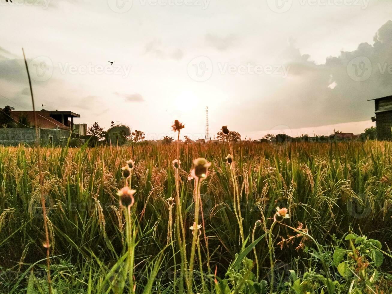 A field of rice is covered in green grass and the house is in the background with sunset photo