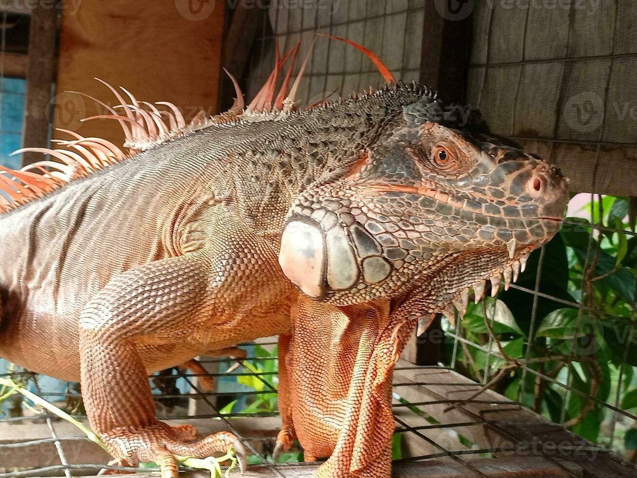 retrato de grande iguana,hermosa iguana rojo naranja de colores herbívoro lagartos mirando de cerca foto