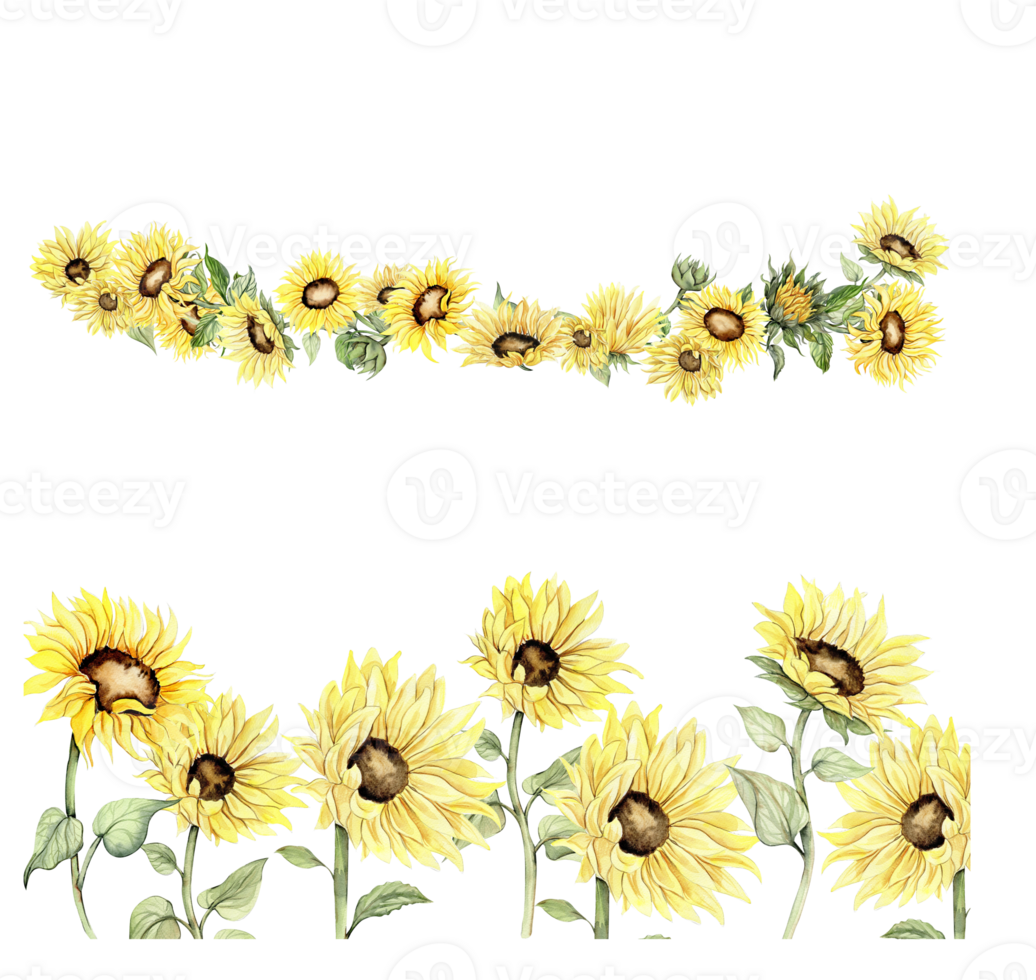 Watercolor hand drawn spring garden full of sunflowers square frame . Watercolor illustration for scrapbooking.Cartoon hand drawn background with flower for kids design.Perfect for wedding invitation. png