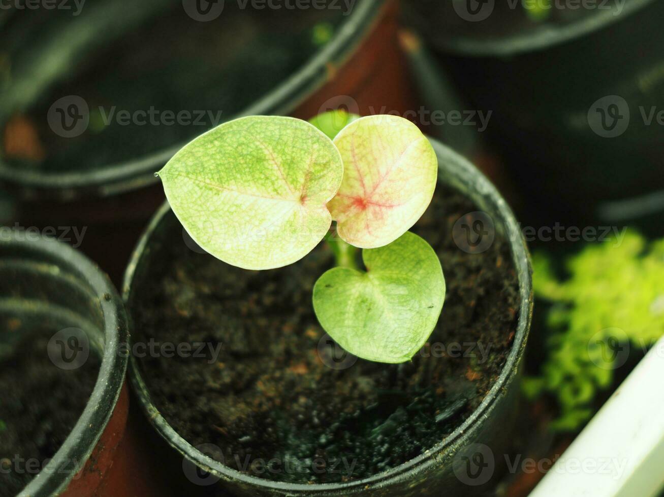 caladium bicolor multi plattrun on same plants beautyful leafe photo