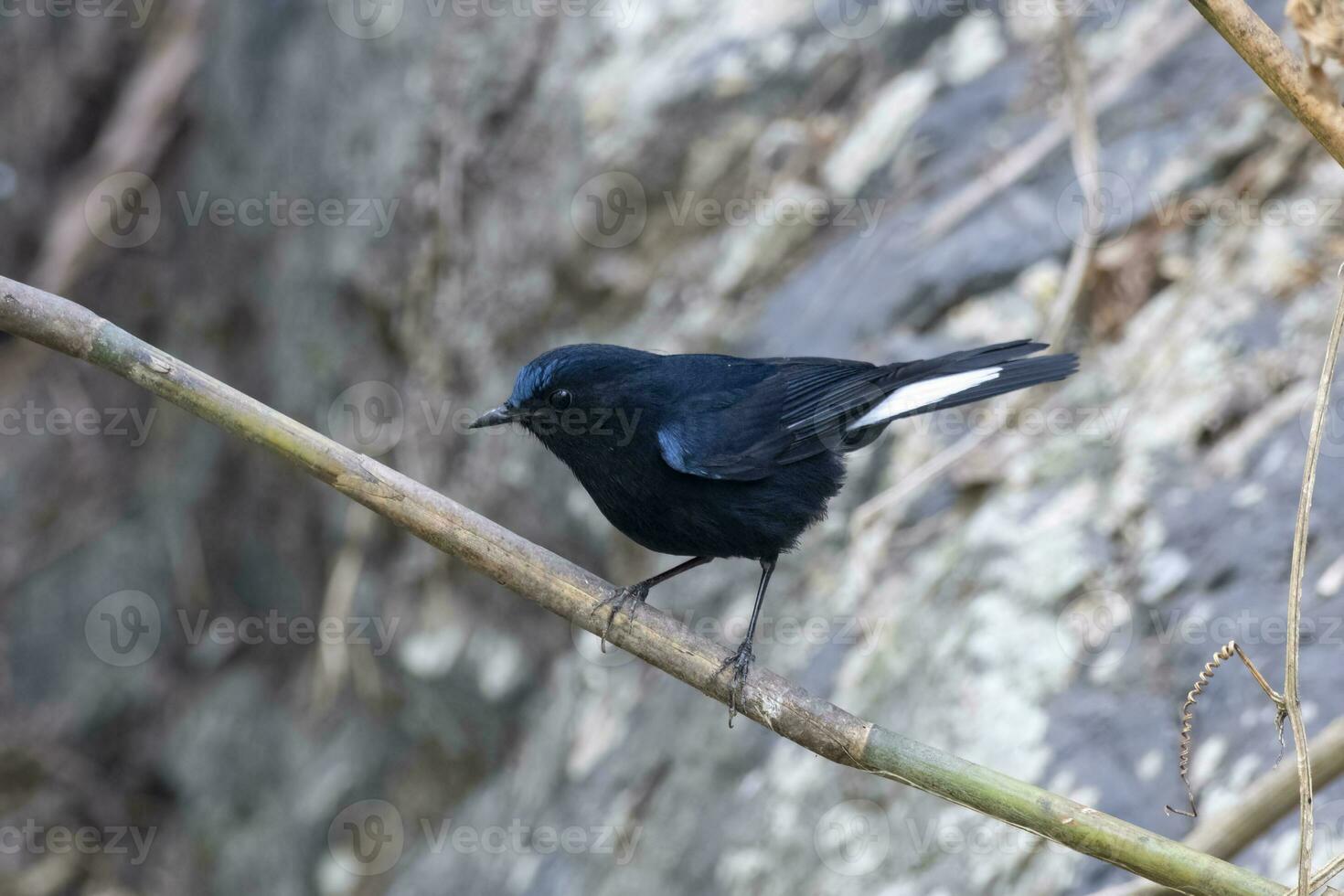 White-tailed robin or Myiomela leucura observed in Rongtong in West Bengal,India photo