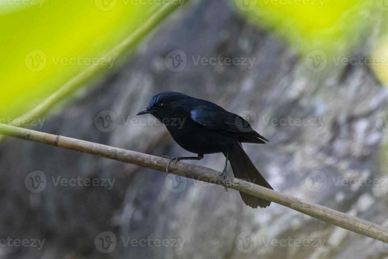 cola blanca Robin o miiomela leucura observado en rongtong en Oeste bengala, india foto