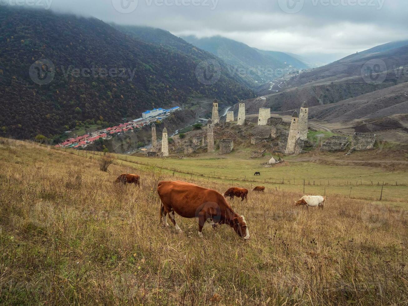 Cows graze on the slope. Medieval battle tower complex Erzi, one of the largest medieval castle-type tower villages, located on the extremity of the mountain range in Ingushetia, Russia. photo