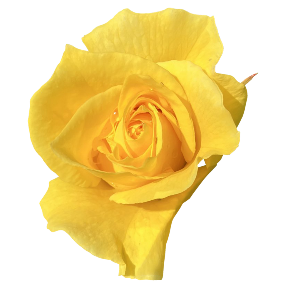 Rosa 'Sunsprite' fllower png