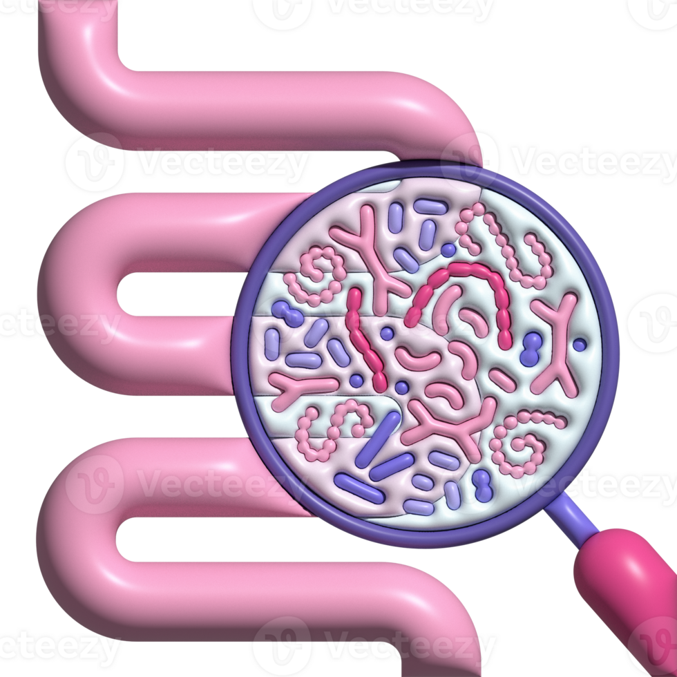 astratto umano intestino e lente d'ingrandimento. intestino microbiome concetto. Sibo, che perde intestino sindrome e candida crescita. volume illustrazione isolato su bianca sfondo. png