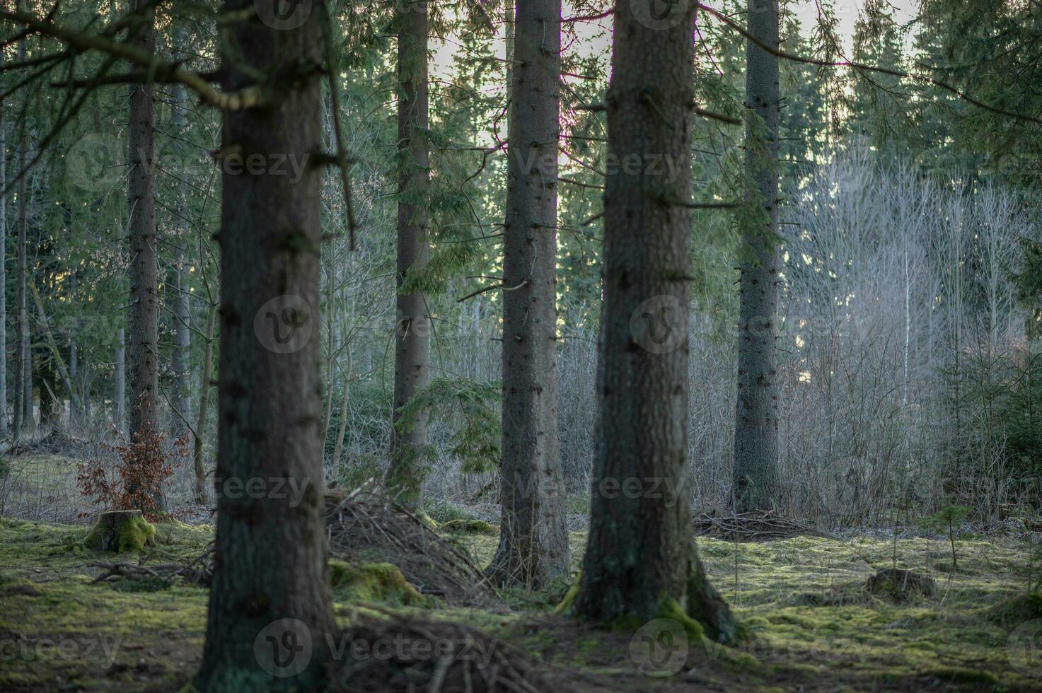 paisaje terrestre fotografía desde oscuro bosque, labios, Eslovaquia, 14.04.2023 foto