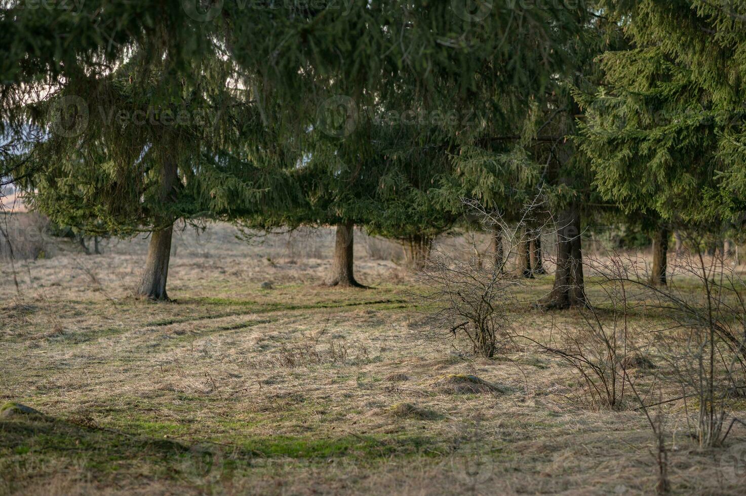 landcape photography from dark forest, Liptov, Slovakia, 14.04.2023 photo