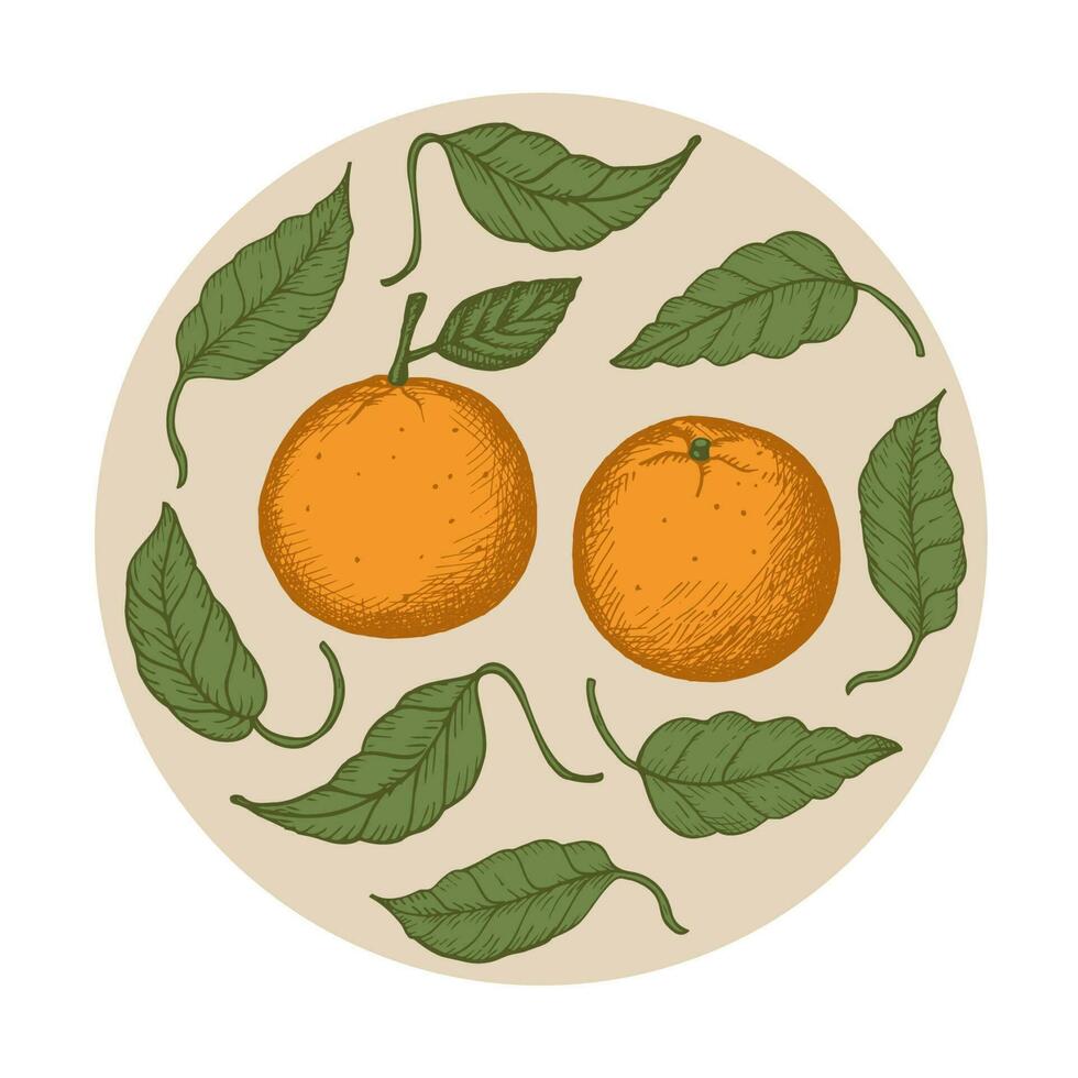 mandarinas decorativo ornamental antecedentes con mandarinas, clementinas. mano dibujado en Clásico estilo. ilustración de el Fruta de un agrios planta con hojas. artístico vector ilustración.