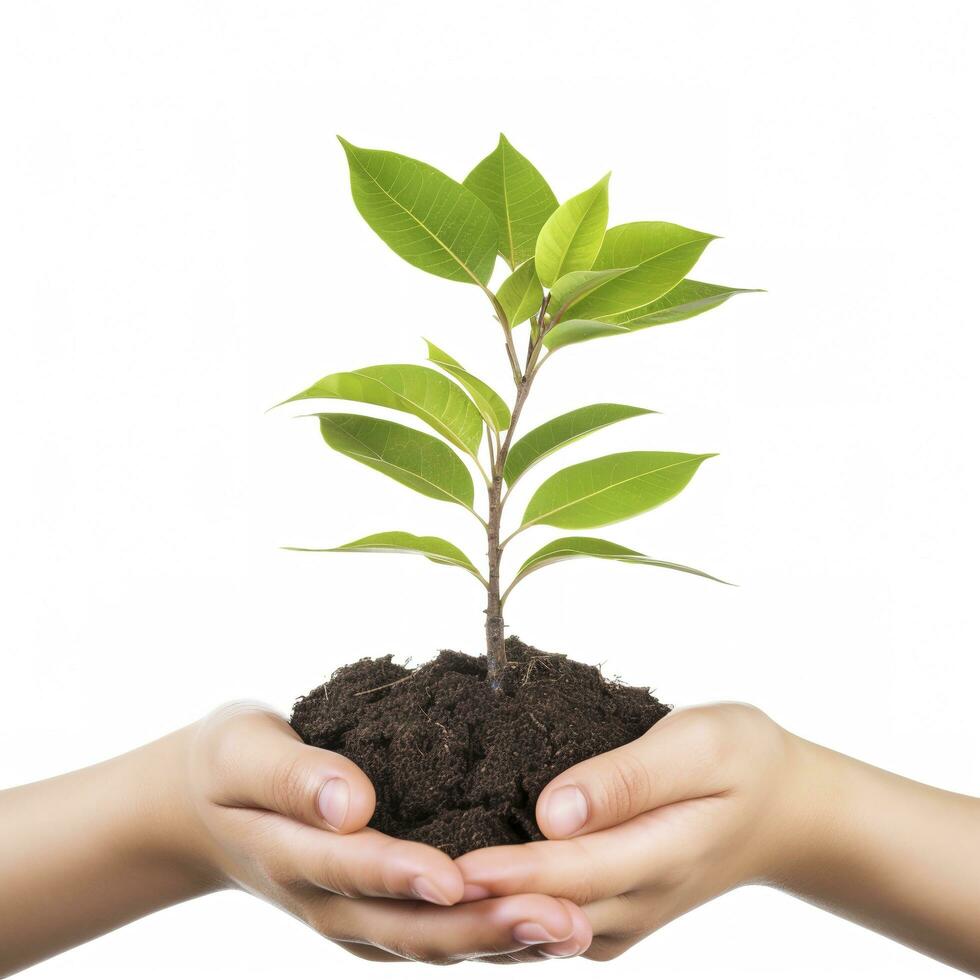 ambiente tierra día en el árbol planta en mano aislado en transparente fondo.bosque conservación concepto, concepto eco tierra día. ahorro el ambiente, ecología concepto, generar ai foto