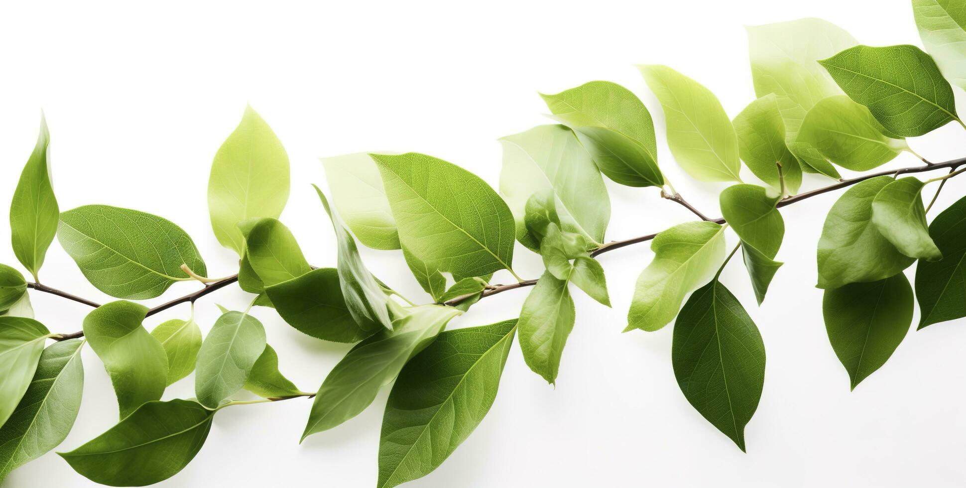 green leaves and leaves on white background free photo collection, in the style of Vicente Redondo, text based, precisionist, linear simplicity, antti lovag, printed social commentary, generate ai