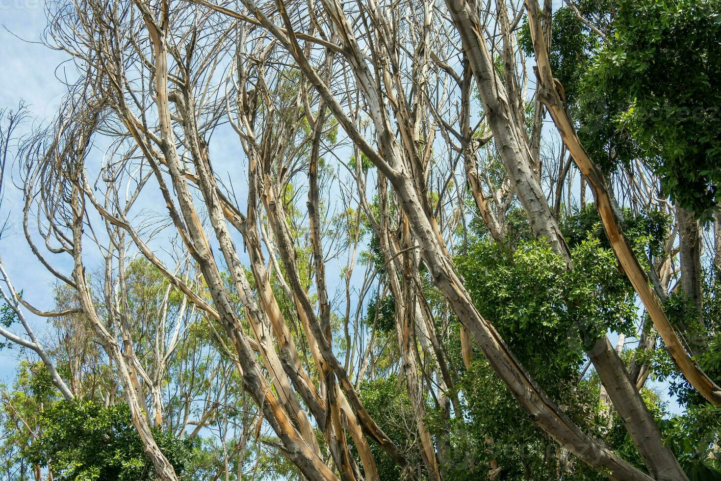 Dead tree branches with blue sky in the background,Mexico. photo