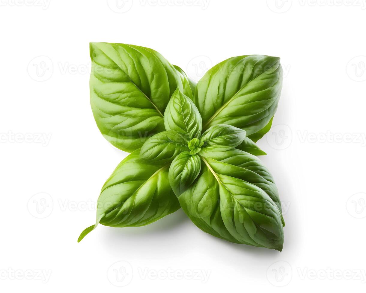 content, Basil leaves, Ocimum basilicum, fresh leaves. Clipping paths, shadows separated photo