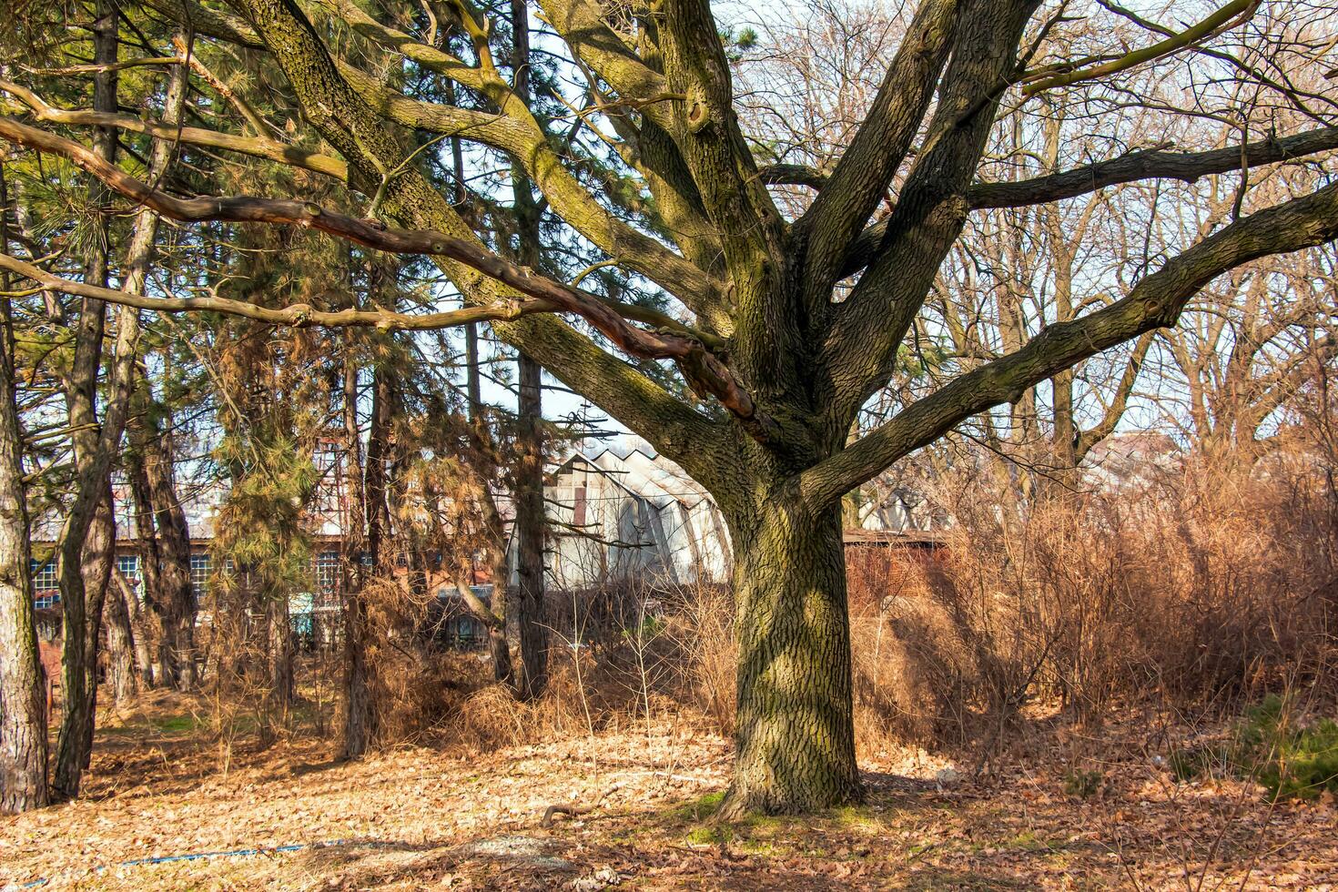 antiguo roble en contra el antecedentes de el primavera cielo en el botánico jardín en el dniéper, Ucrania. foto