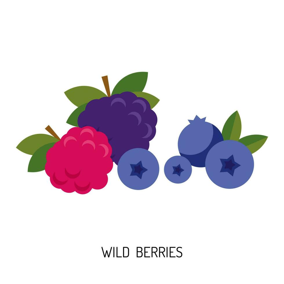 Juicy wild berry isolated on a white background. Vector illustration of berries for design