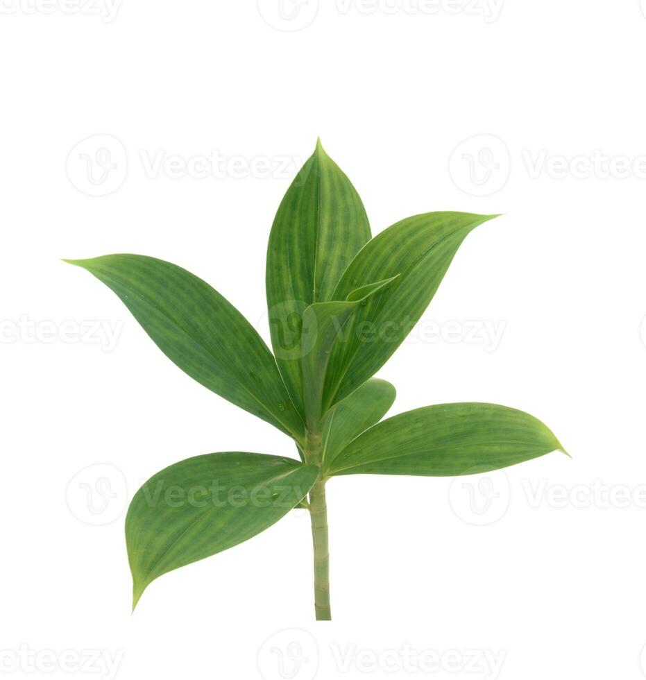 Chamaecostus cuspidatus, fiery costus or spiral flag green leaves isolated on white background. photo