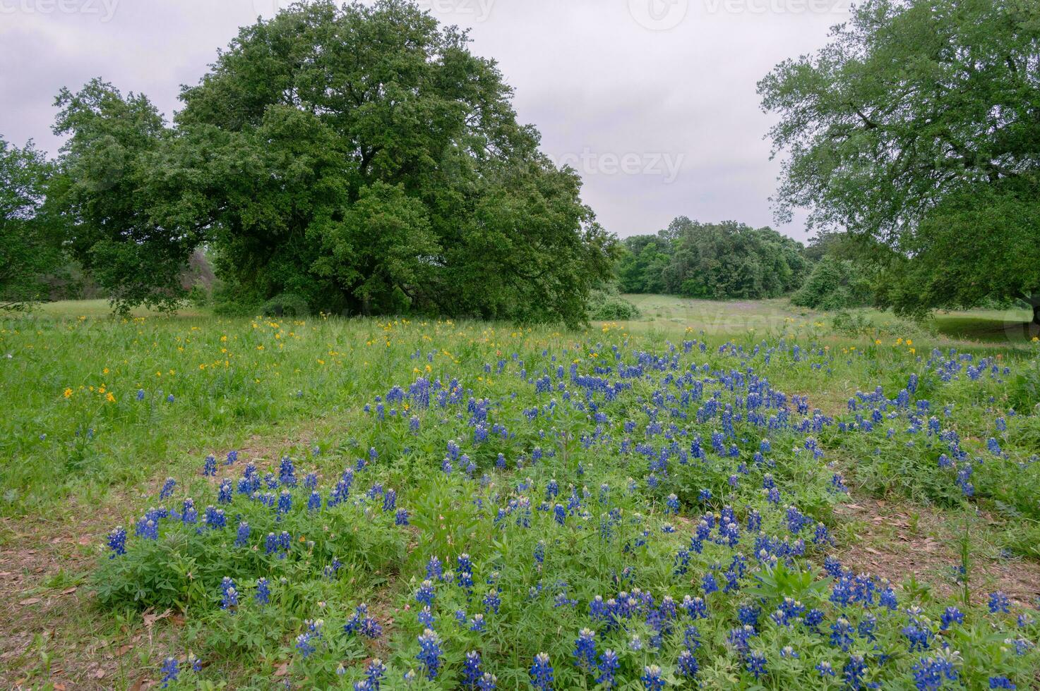 bluebonnets, lupino textura, crecer en un prado cerca grande arboles foto