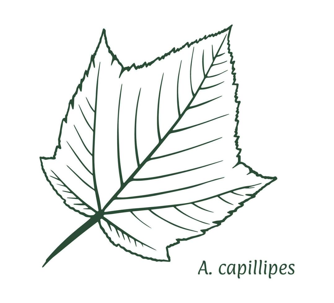 Serpentine maple leaf. The sketch is drawn by hand, in ink with a pencil. Names in Latin. Acer capillipes . Isolated on white background. Vector. vector