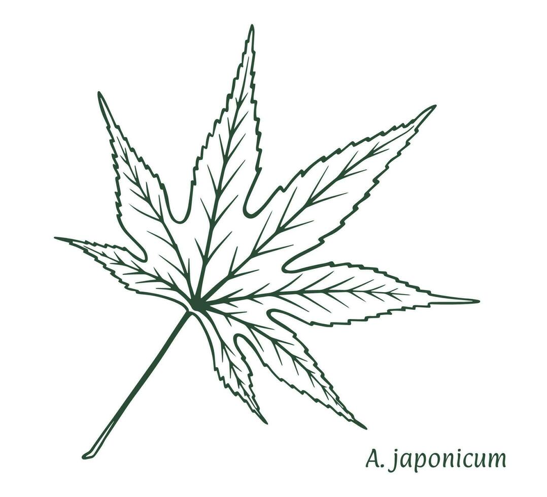 Japanese maple leaf. The sketch is drawn by hand, in ink with a pencil. Names in Latin. Acer japonicum. Isolated on white background. Vector. vector