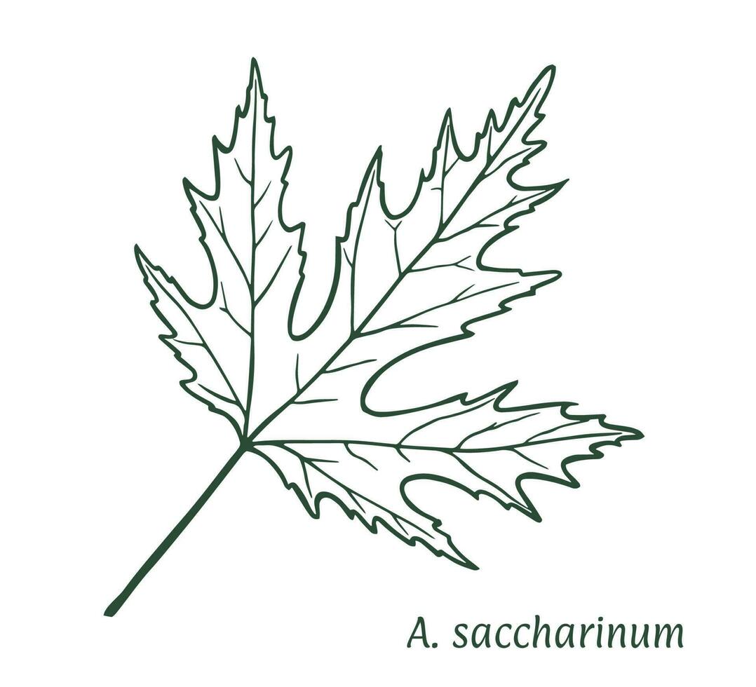 Silver maple leaf. The sketch is drawn by hand, in ink with a pencil. Acer saccharinum. Names in Latin. Isolated on white background. Vector. vector