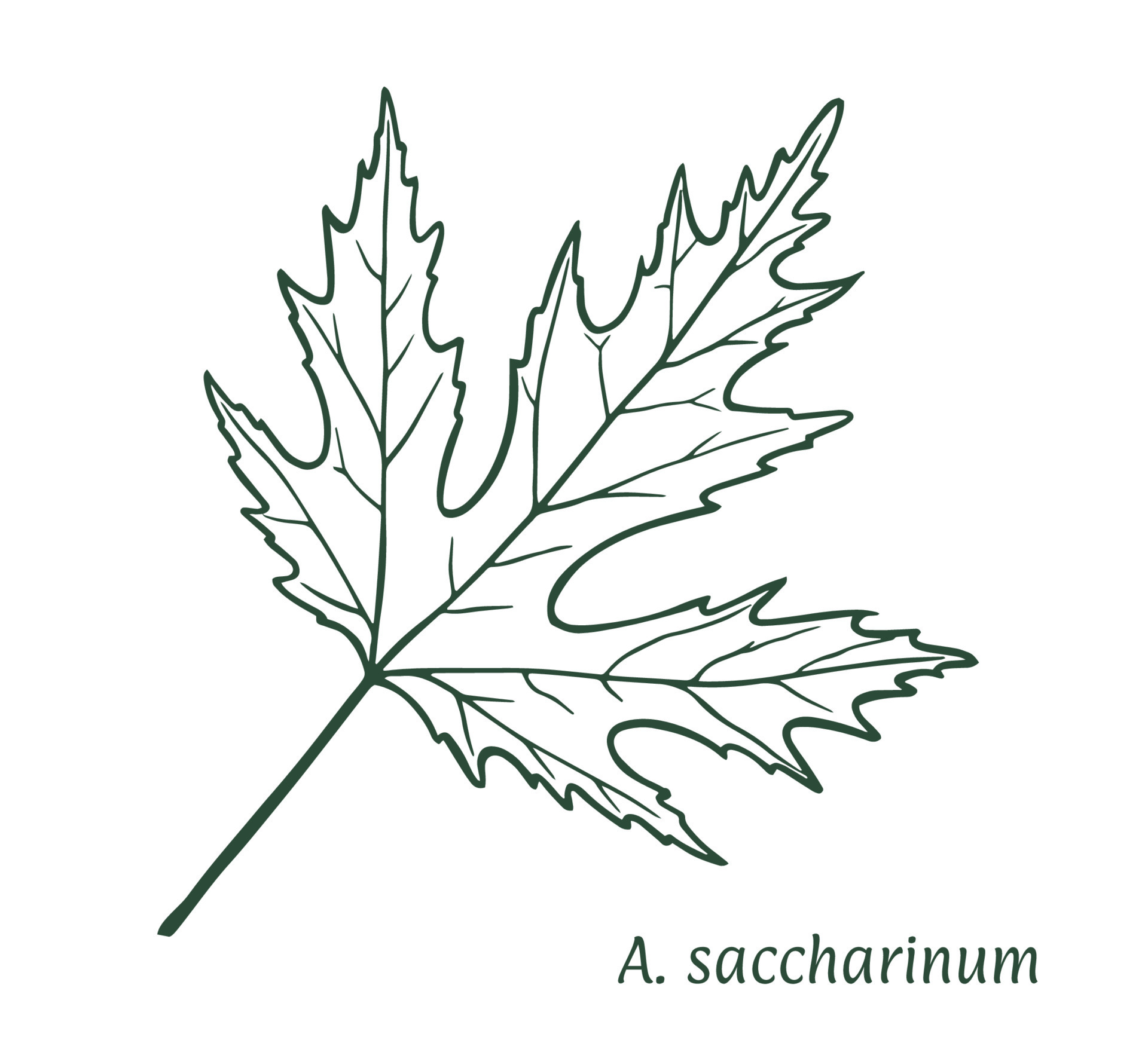 Silver maple leaf. The sketch is drawn by hand in ink with a