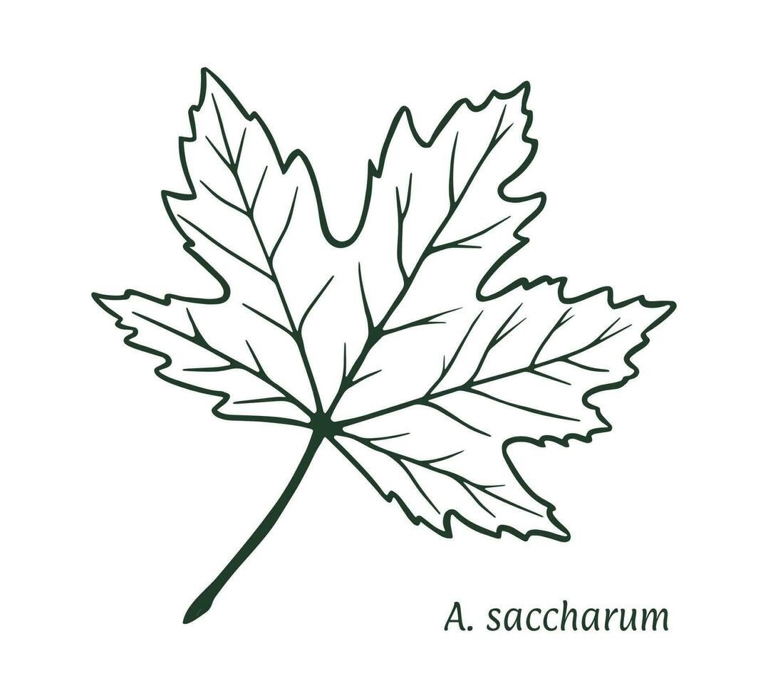 Sugar maple leaf. The sketch is drawn by hand, in ink with a pencil. Names in Latin. Acer sacharum. Isolated on white background. Vector. vector