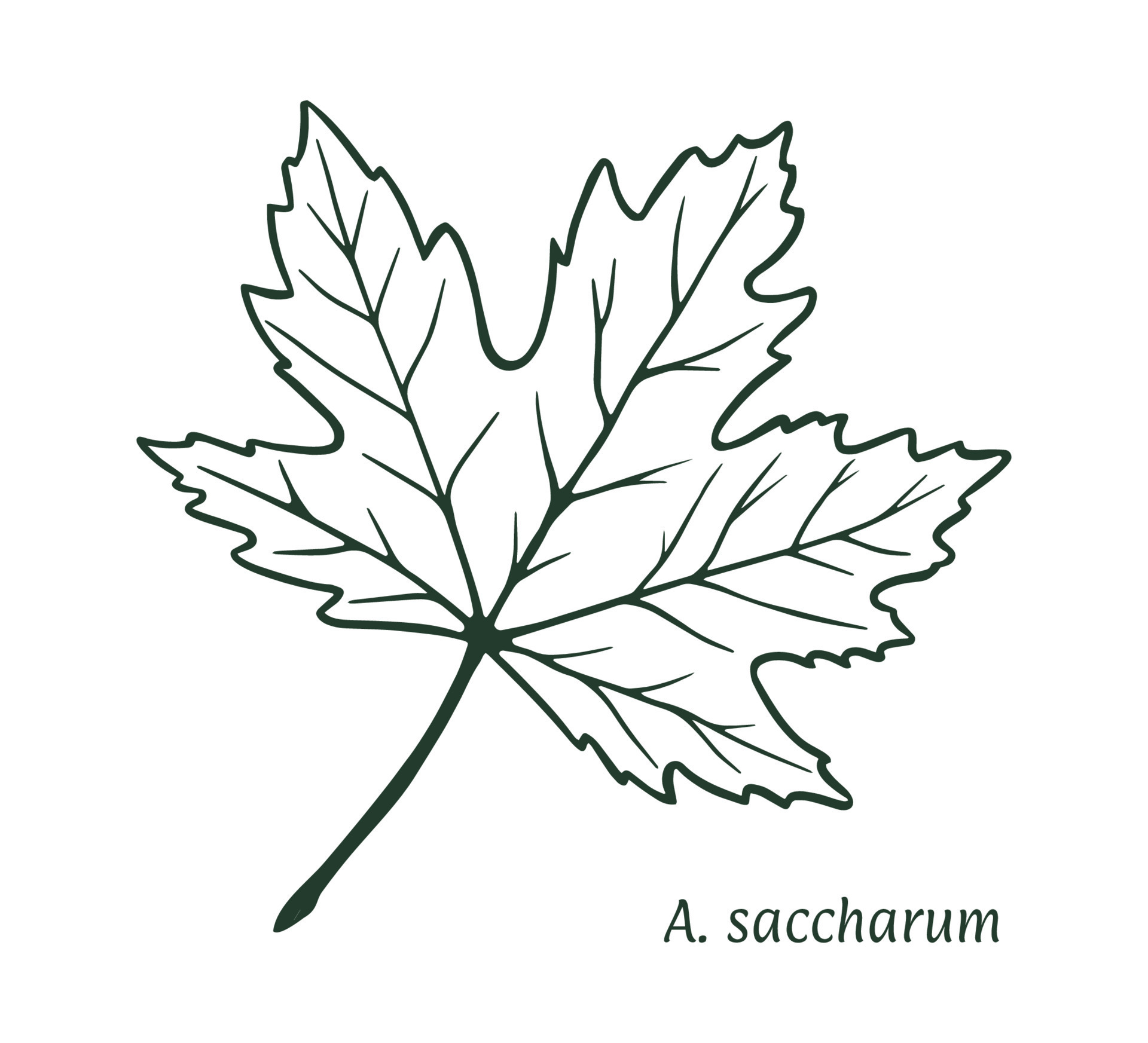 Sugar Maple  ClipArt ETC