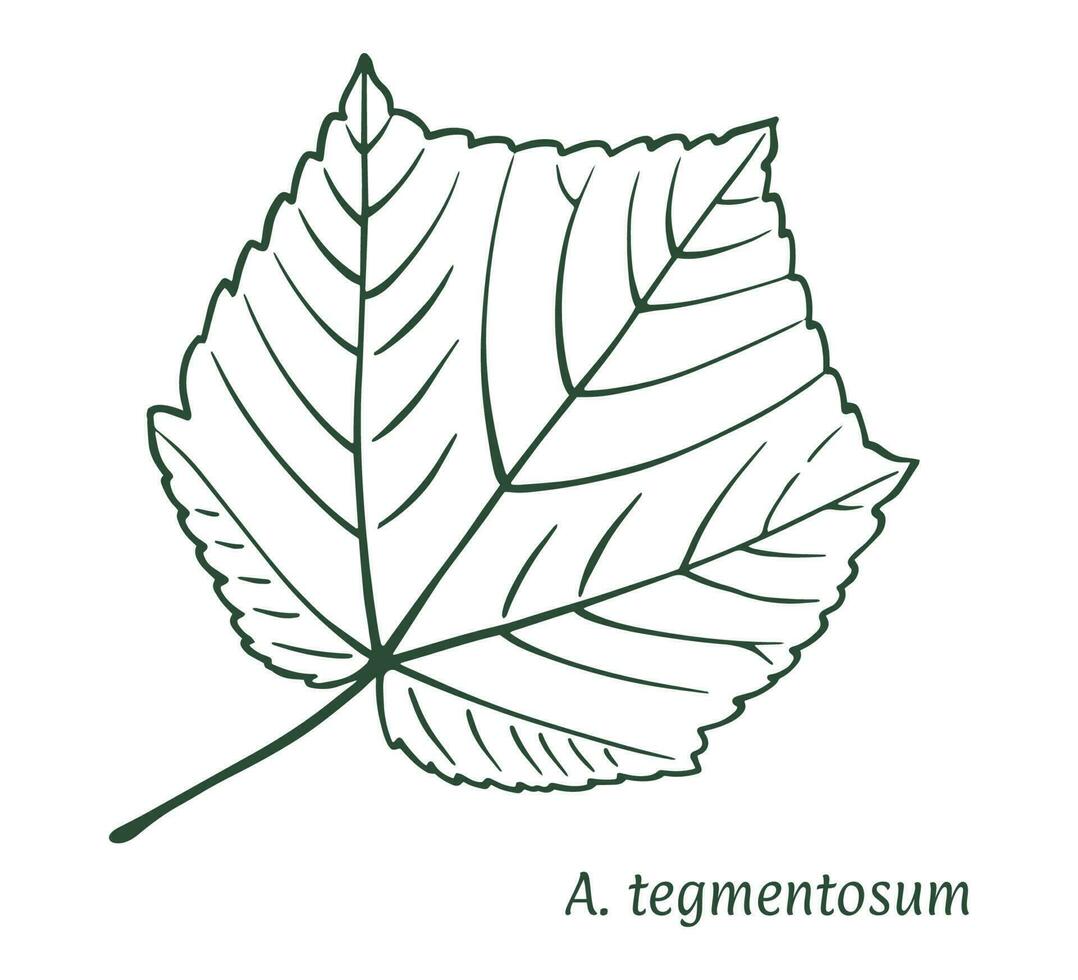 Green maple leaf. The sketch is drawn by hand, in ink with a pencil. Names in Latin. Acer tagmentosum. Isolated on white background. Vector. vector