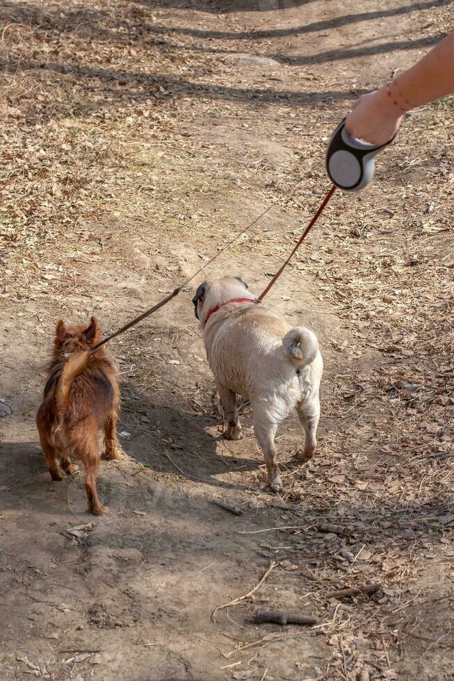 Yorkshire terrier and pug on a walk are on leashes. Two dogs are walking with the mistress. Back view. Hand holds dog leashes. Vertical. photo