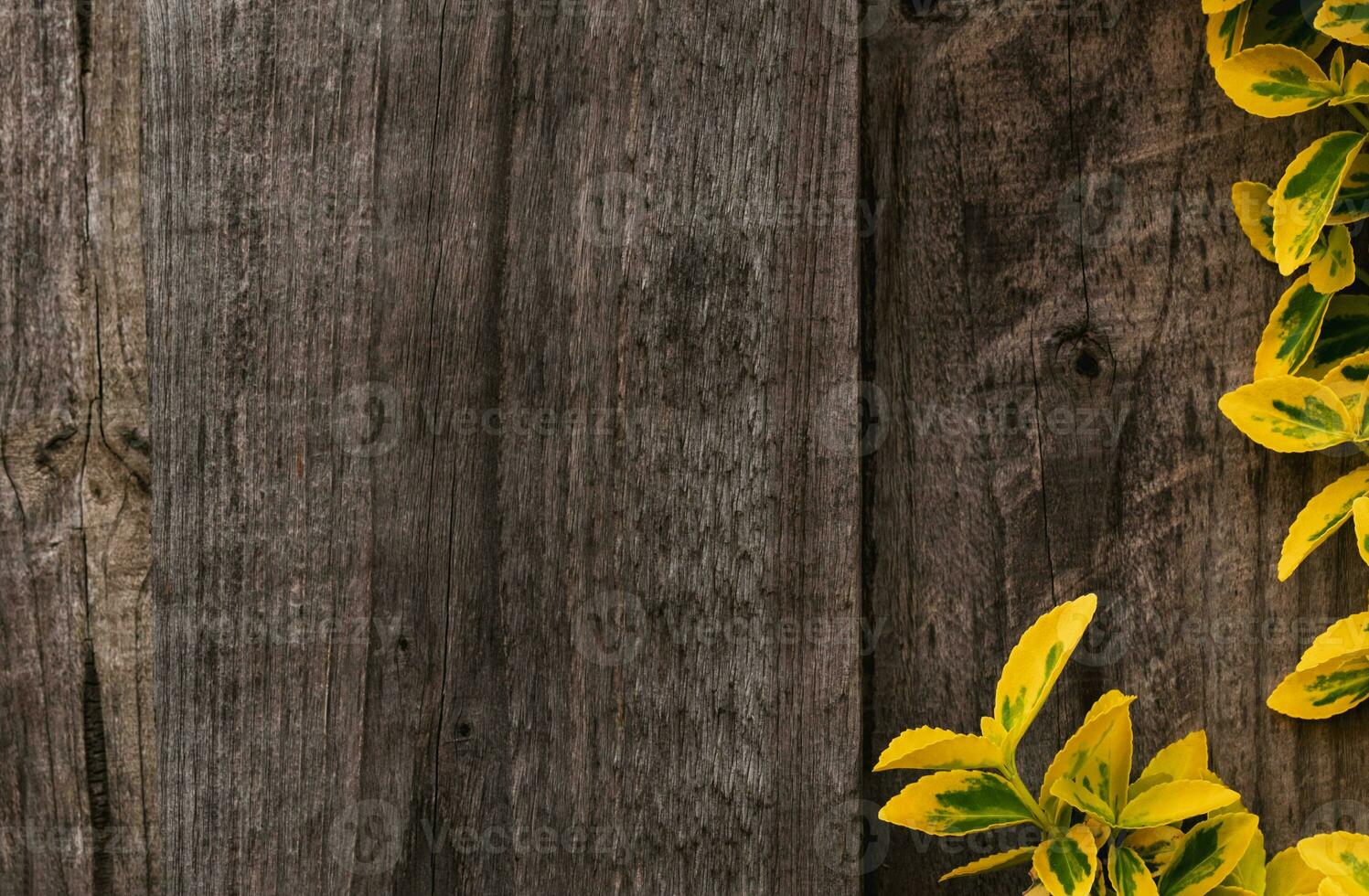 Backdrop Structure of a weathered old wooden plank with nature climbing