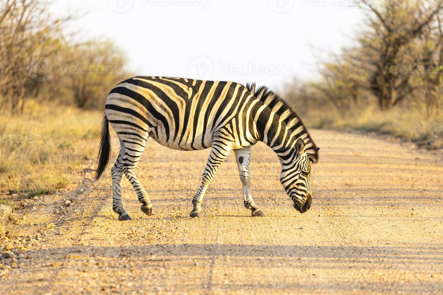 de burchell cebra cruzar el grava la carretera en kruger notario público foto