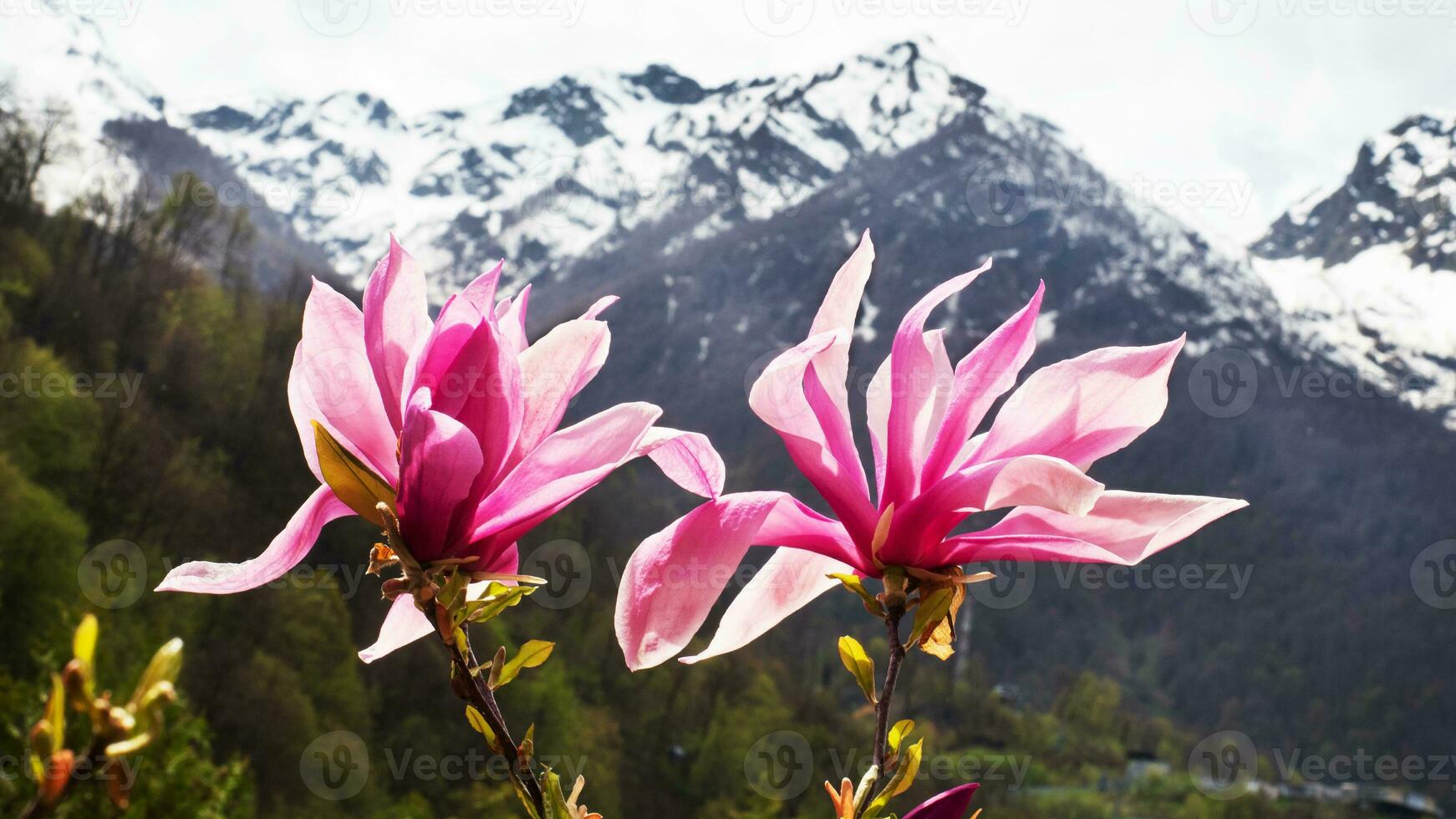 Pink magnolia flowers blooming tree in the wild against the background of snowy mountains. Magnolia stellata, selective focus. photo