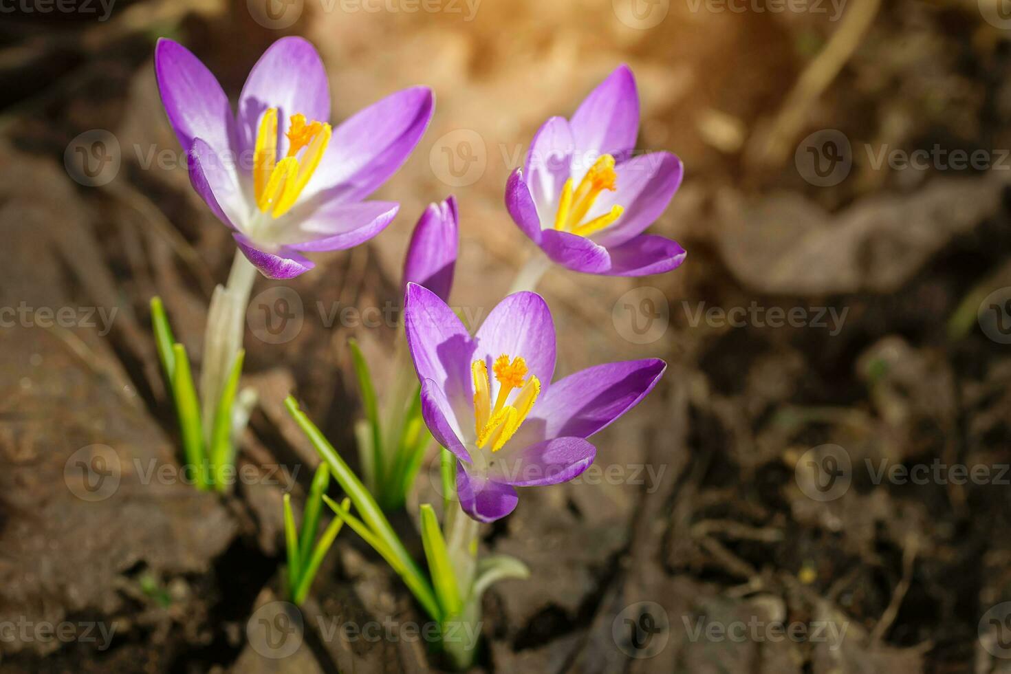 Purple Crocus Flowers in Spring. High quality photo.. photo