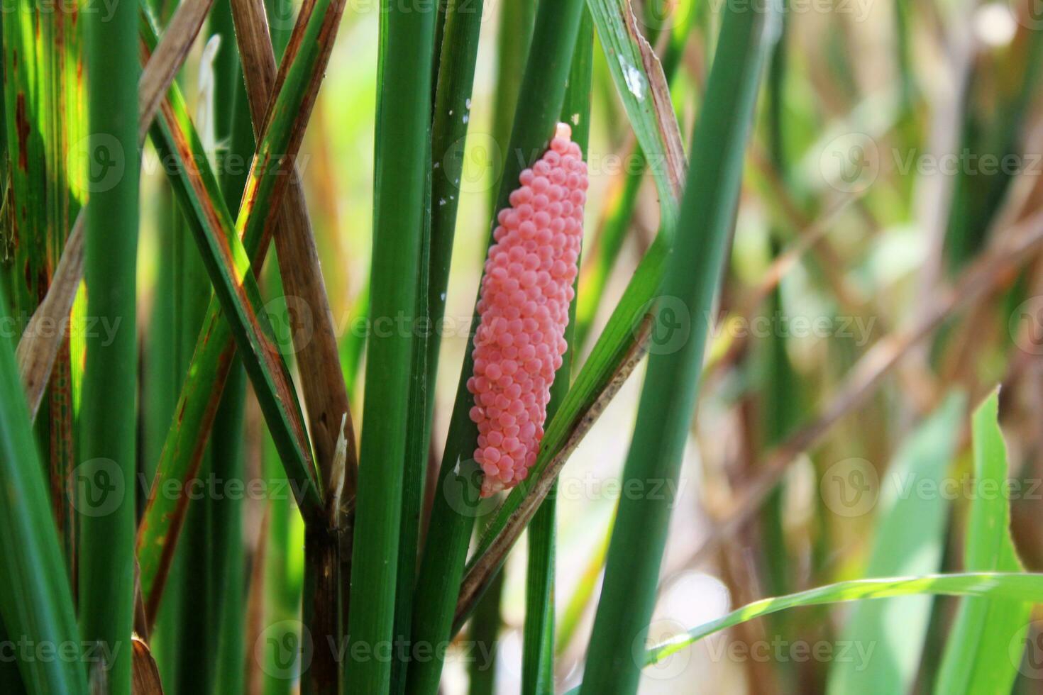 pink snail eggs attached to green-growing rice stalks photo