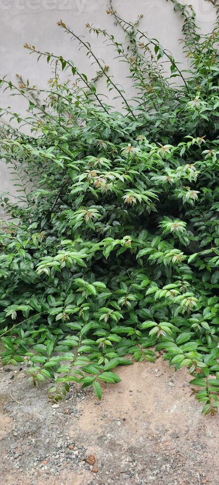 man picking green tea leaves,ora pro nobis photo